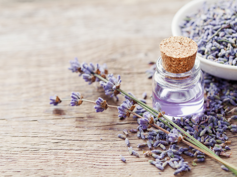 Lavendel